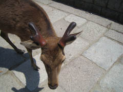 角の生えた鹿