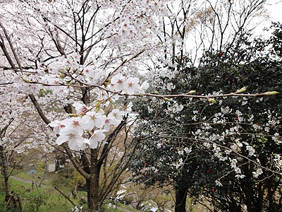 桜-2.jpg