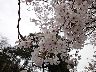 桜-4.jpg