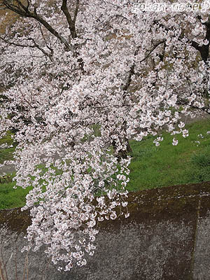 桜-5.jpg