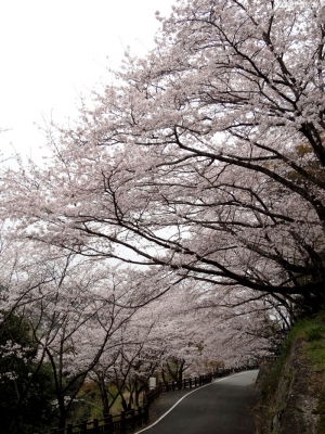 桜-1