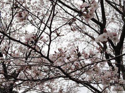 桜-3