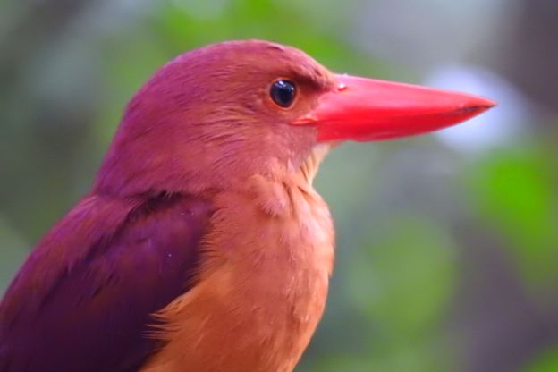 リュウキュウアカショウビン そろそろ紀行