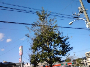 ごはんからかえるよ