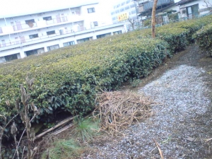 土には積もり始めた
