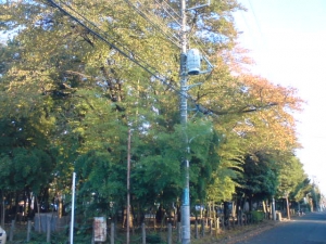 紅葉してきた