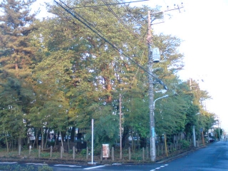 紅葉に見えるけど夕日が当たっているだけだよ