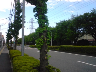 かえるよ…
