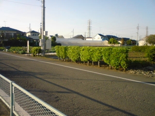 ごはん