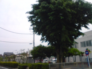 かえる