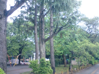 朝だお