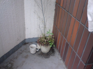 雑草