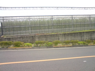 トマトハウス