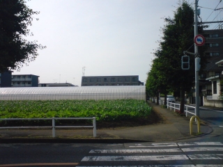 ごん