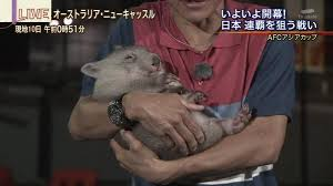 ウォンバットさん