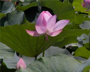 ハスの花