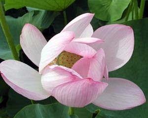花弁が散るとハチス