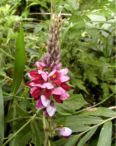 葛の花