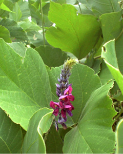 繁茂した葉と葛の花