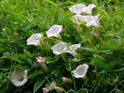 草地に咲くひるがお