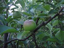 apple