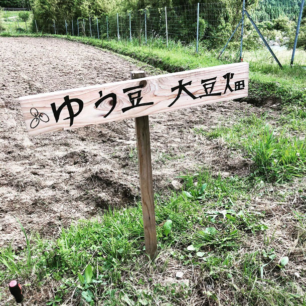ゆう豆大豆畑