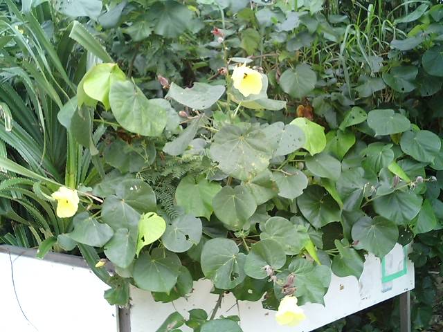 ユウナの花 宮古の風便り