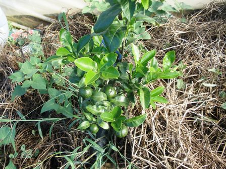 栽培 シークワーサー シークワサー（シークヮーサー） 育て方｜観葉植物