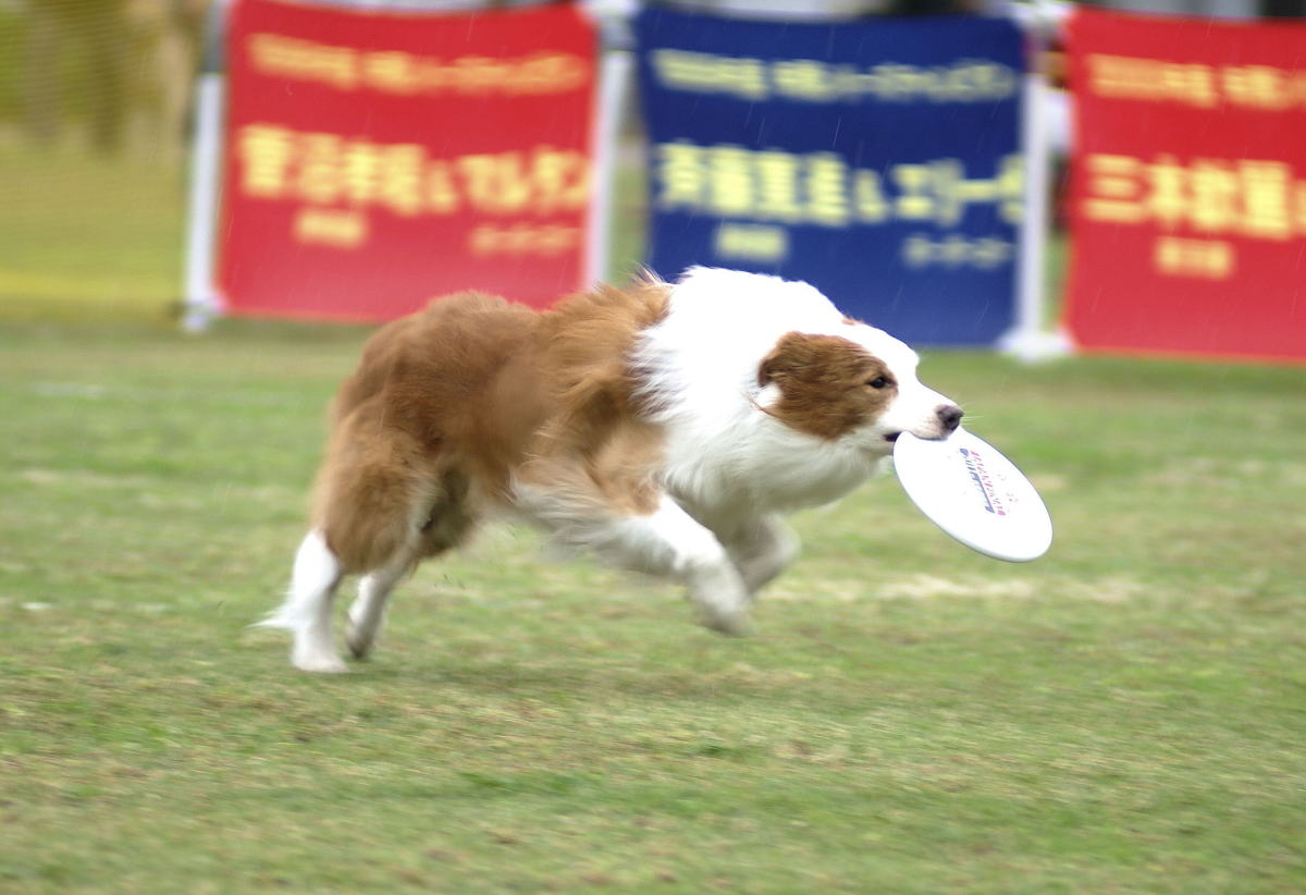 DSC07493-12.jpg
