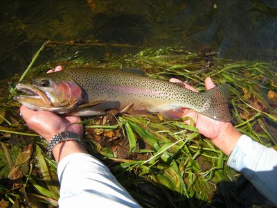北海道の釣り_フィッシングガイドサービス_渓流から湖まで