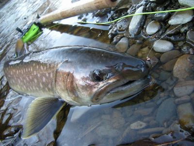 北海道の釣り_フィッシングガイドサービス_渓流から湖まで
