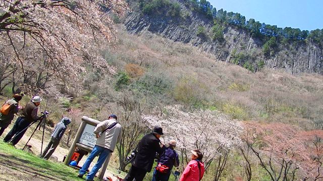 奈良屏風岩の桜、二分咲きの開花