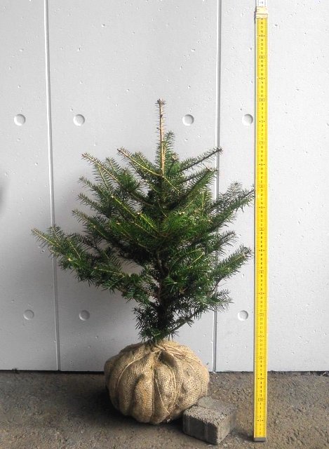 クリスマスの飾りに本物のモミの木を おすすめサイズ 育て方 処分方法