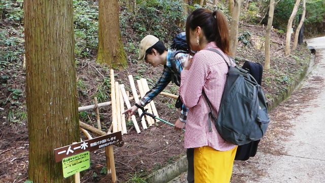 岩湧山丸太運び