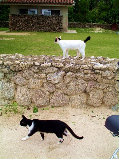 猫