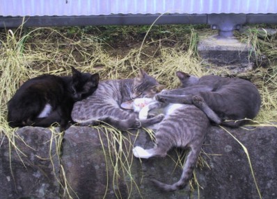 ねこ