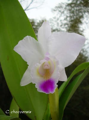 C.chocoensis ×Sib