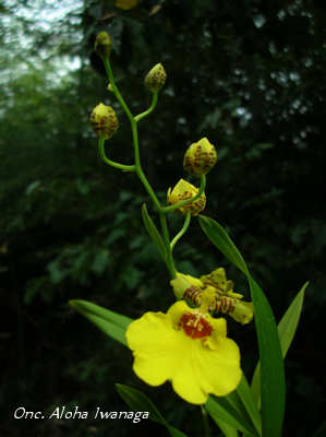 Onc. Aloha Iwanaga