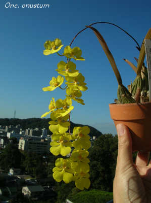 Onc.onustum