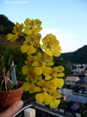 Onc.onustum