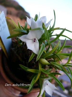 Den. subuliferum