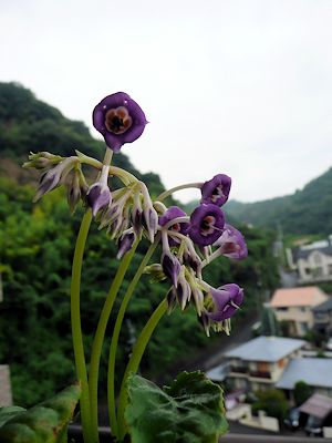 イワタバコ