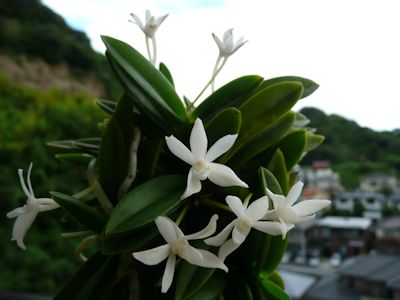 風蘭 無銘(十二単交配)