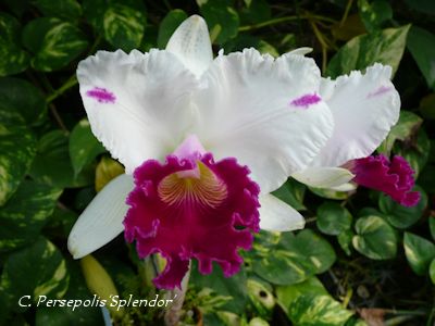 C. Persepolis‘Splendor’
