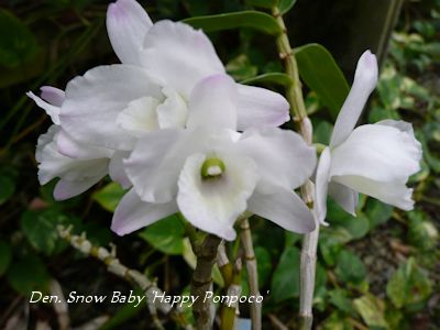 Den. Snow Baby Happy Ponpoco