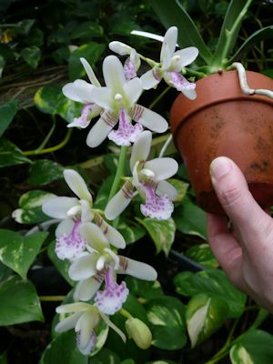 ナゴラン準素芯花芽付き、その他4本 （ナゴラン｜園芸日記by