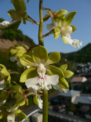 窓の梅