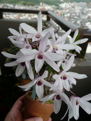 セッコク その7 | Colorless Sky