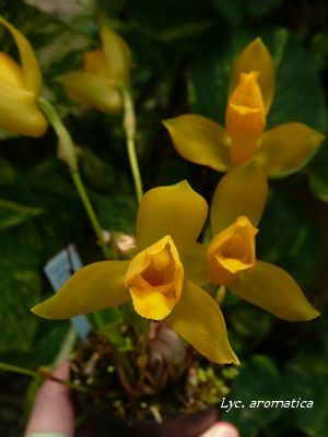 Lyc. aromatica