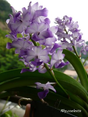 Rhy.coelestis